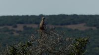 Südafrika - Safari im ADDO - Erdmännchen Ausguck