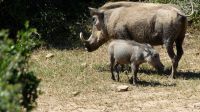 Südafrika - Safari im ADDO - Familie Pumba