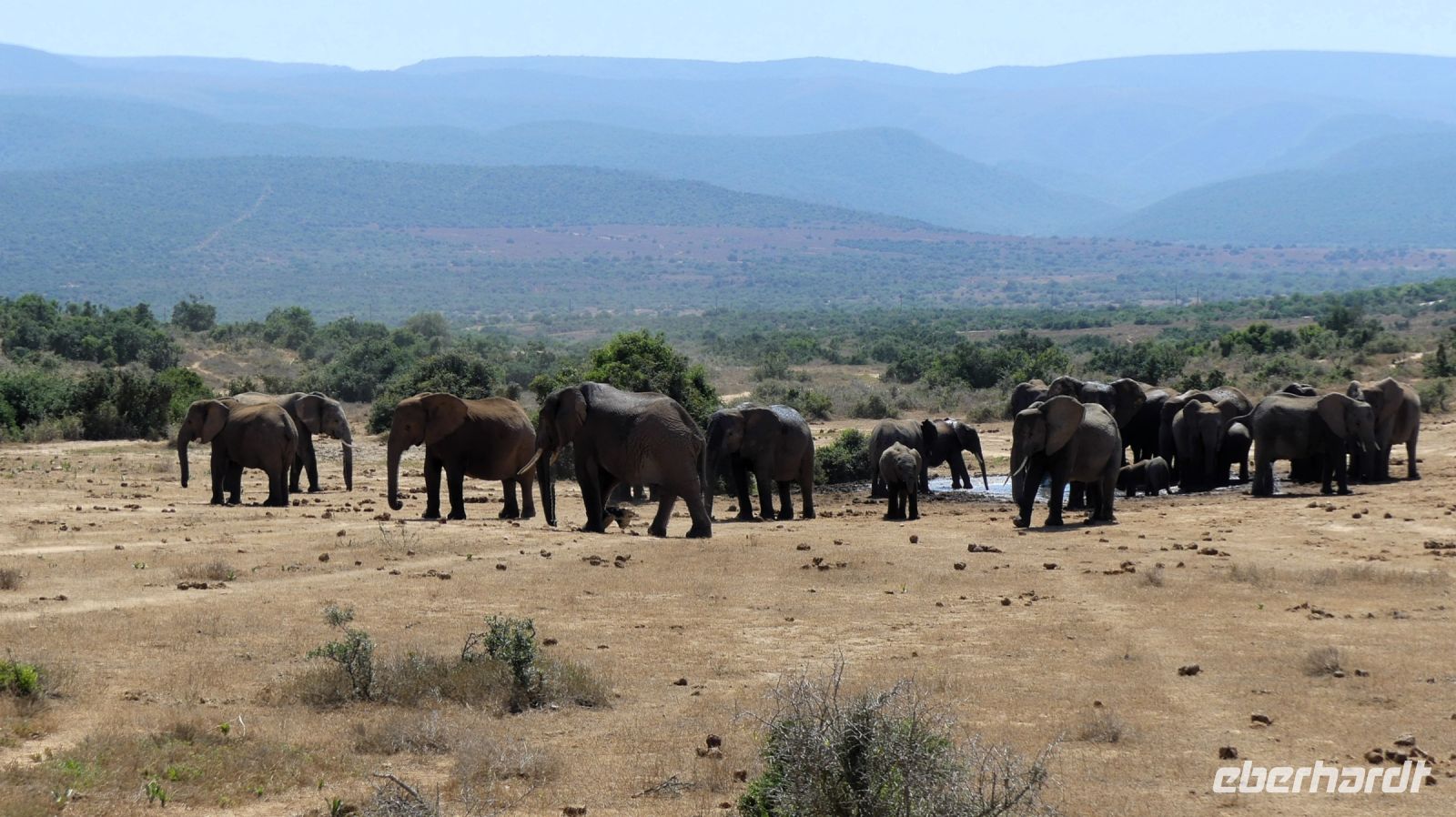 Südafrika - Safari im ADDO