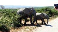 Südafrika - Safari im ADDO
