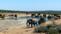 Südafrika - Safari im ADDO