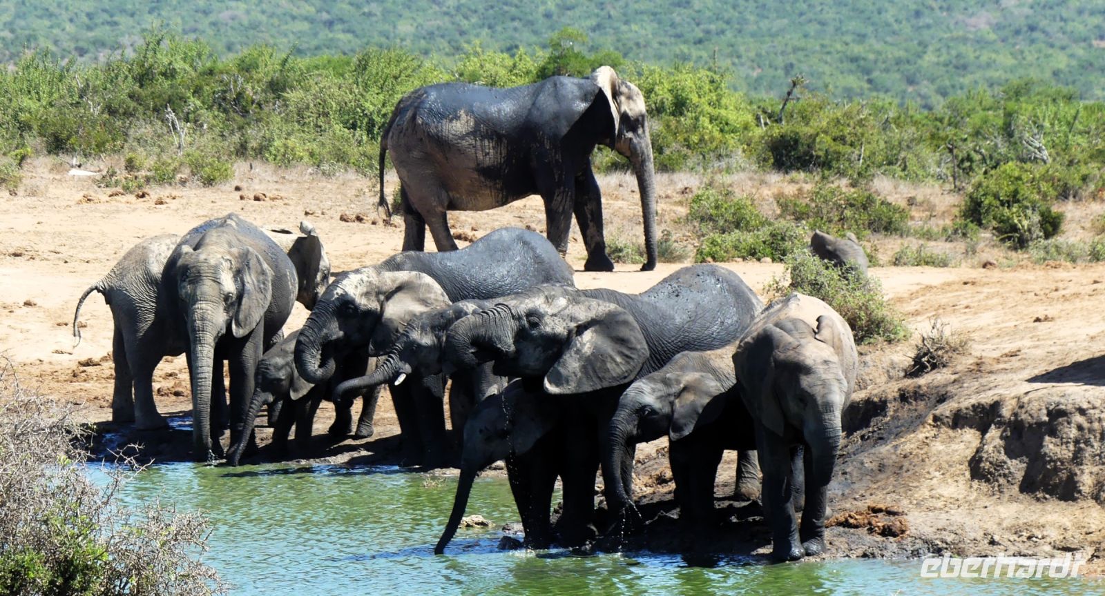 Südafrika - Safari im ADDO