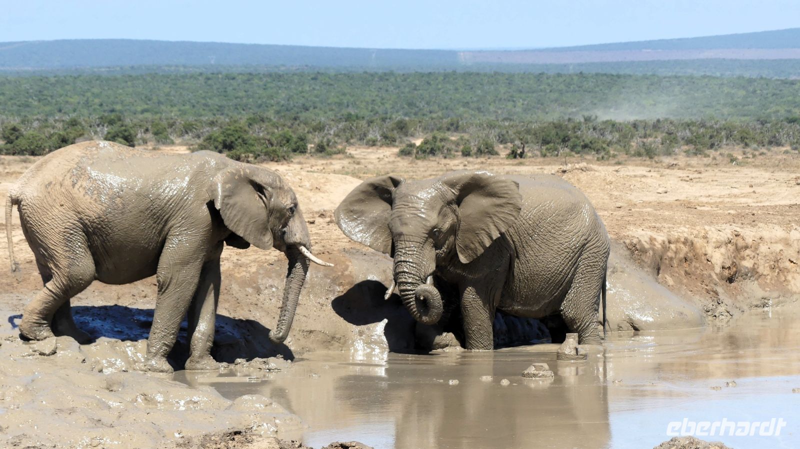 Südafrika - Safari im ADDO