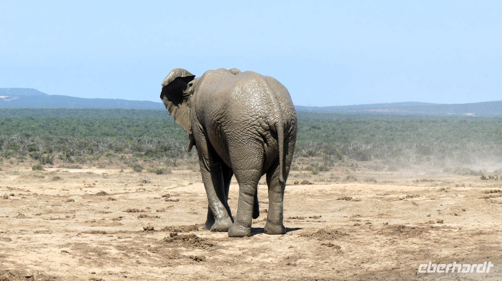 Südafrika - Safari im ADDO