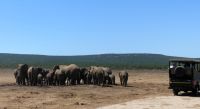 Südafrika - Safari im ADDO