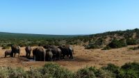 Südafrika - Safari im ADDO
