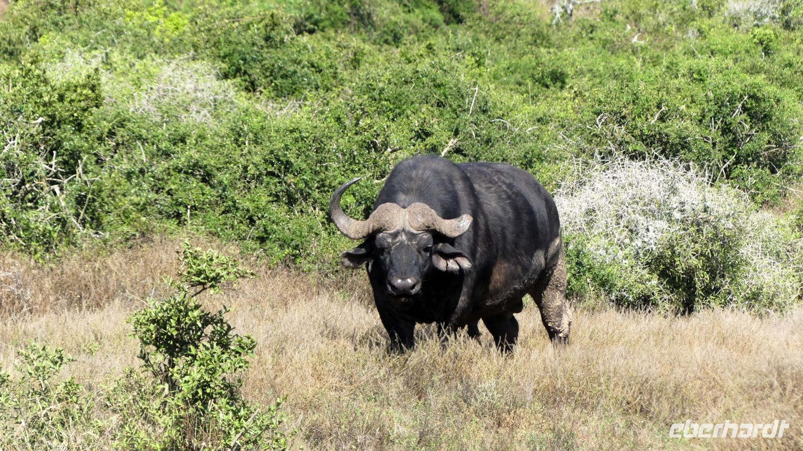 Südafrika - Safari im ADDO
