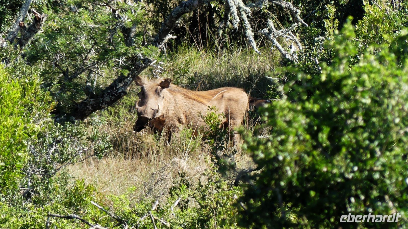 Südafrika - Safari im ADDO