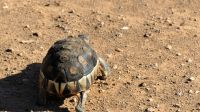 Südafrika - Safari im ADDO - Schildkröte