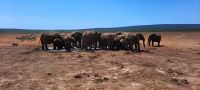 Südafrika - Safari im ADDO
