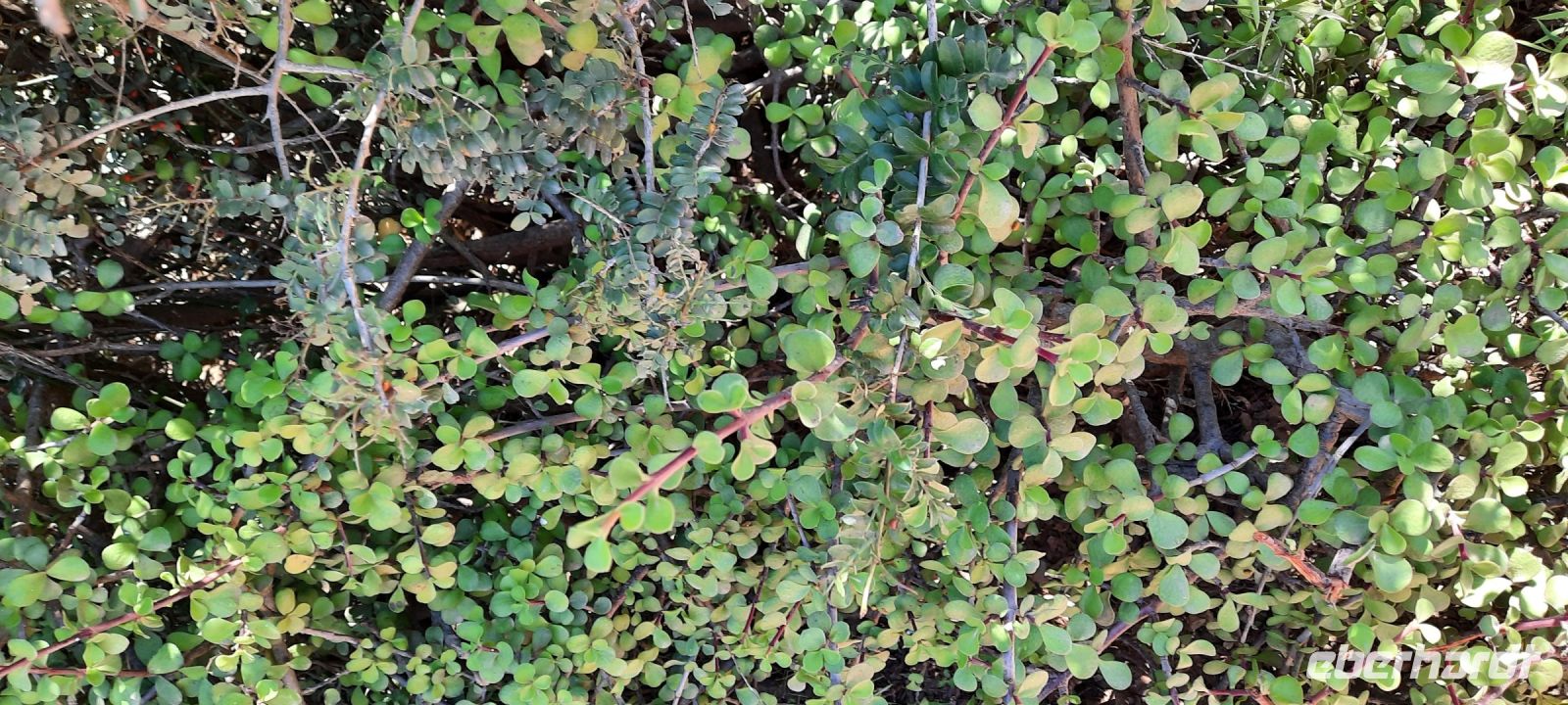 Südafrika - Safari im ADDO -  Elefantennahrung Speckbaum
