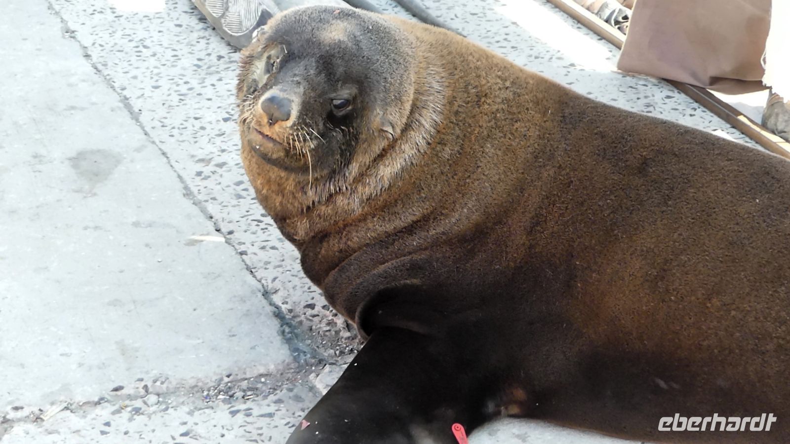Südafrika - Ausflug ans Kap - Hout Bay