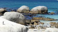 Südafrika - False Bay - Pinguin Kolonie am Boulder`s Beach