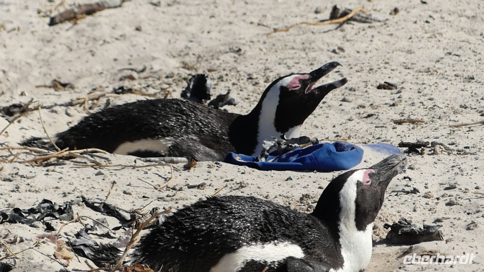 Südafrika - False Bay - Pinguin Kolonie am Boulder`s Beach