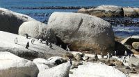 Südafrika - False Bay - Pinguin Kolonie am Boulder`s Beach