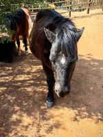 Die sogenannten Buren waren Bauern und hatten Pferde, Ziegen, Schafe und Ochsen