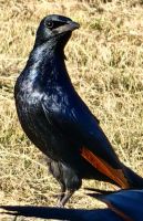 Rotschwingenstar am God´s Windows bettelt um Futter