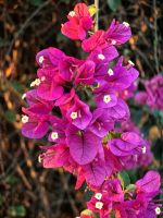 Bougainvilea in der Lodge am Kruger Nationalpark