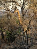 Unsere erste Giraffe zeigt sich