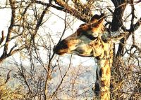 Sie knispelt weit oben in den Bäumen die frischen Triebe ab