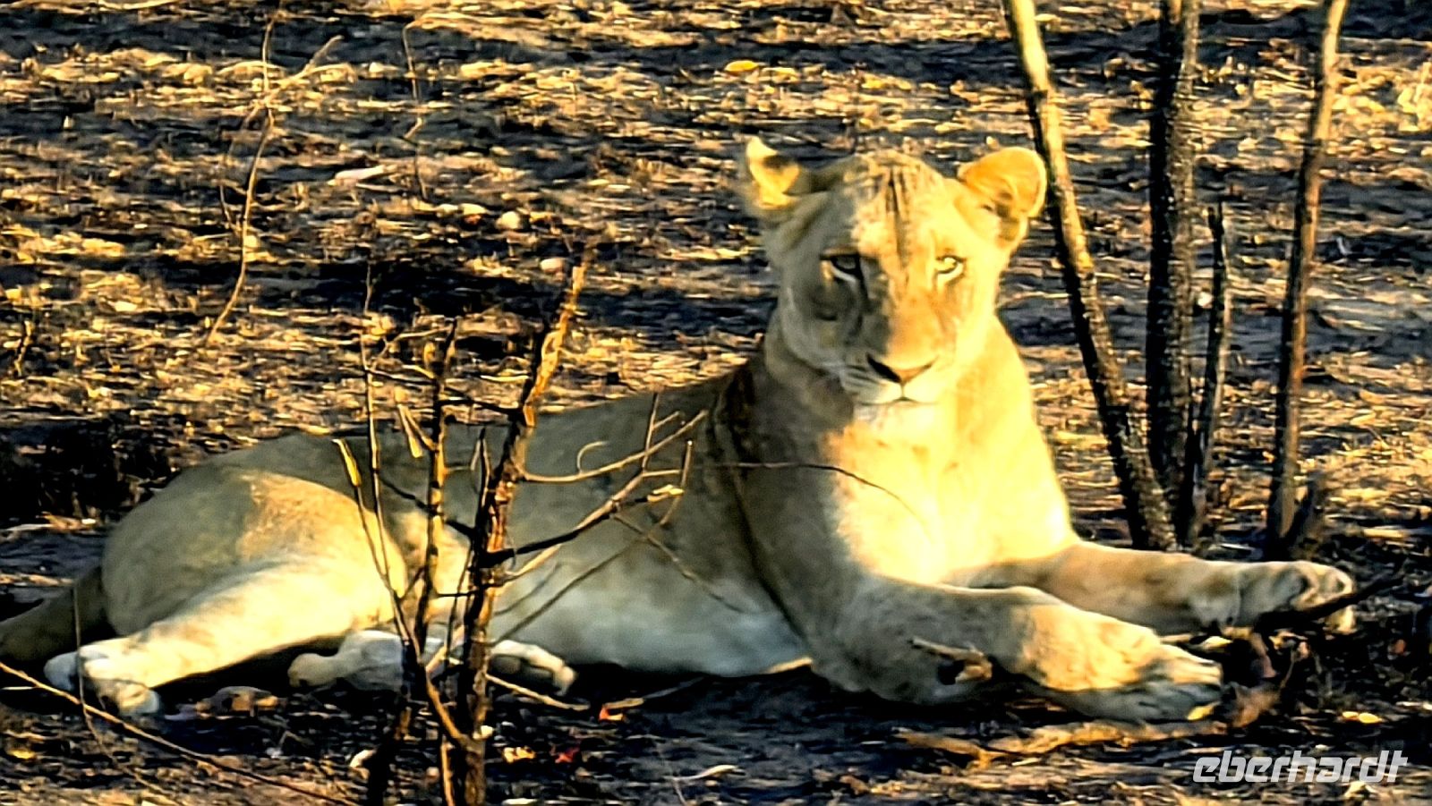 Aug in Aug mit der Katze