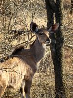 Ein Kudu beäugt uns skeptisch