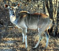 Kudu