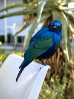 Rotschulterglanzstar beobachtet uns neugierig beim Frühstück