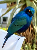 Rotschulterglanzstar