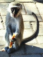 Eine Grünmeerkatze hat etwas Eßbares aus einem Auto gemopst 