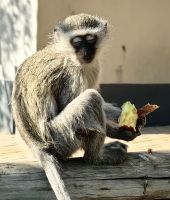Grünmeerkatze läßt sich einen Apfelrest schmecken, Skukuzacamp im Krüger Nationalpark