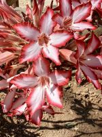 Adenium multiflorum im Krüger Nationalpark