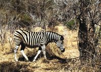 Ein Schlafanzug durchquert die Savanne, Zebra im Krügerpark