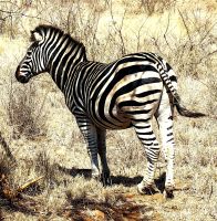 Ein schöner Rücken kann eben auch entzücken, Zebra im Krügerpark