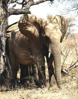 Dickhäuter bei der Körperpflege