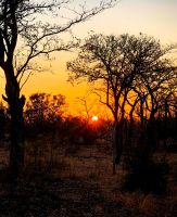 Traumsonnenaufgang im Krüger Nationalpark