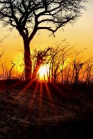 Morgens im Krüger Nationalpark