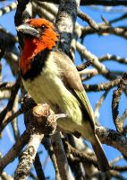 Ein Halsband-Bartvogel beäugt neugierig unsere Frühstücksbrote