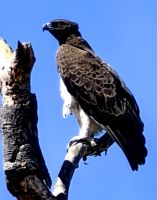 Ein Kampfadler hält nach Beute Ausschau