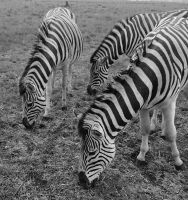 Zebras