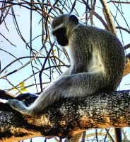 Grünmeerkatze im Camp des Krüger Nationalparks