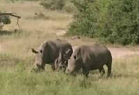 Nashörner sind im Krüger Nationalpark ein seltener Anblick