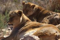 Zwei Löwendamen beim Dösen