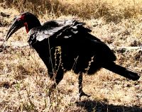 Der Hornrabe ist im Krüger Nationalpark selten geworden