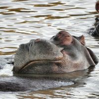 Flußpferd beim Schlummern erwischt