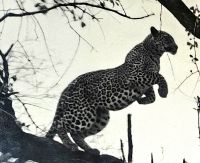 Die Raubkatze setzt zum Sprung an ....