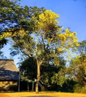Brasilianischer Feuerbaum, Schizolobium Parahyba in der Lodge in Hazyview