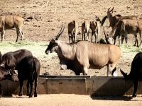 Bei der ALZU Raststätte haben wir heute mehr Glück, hier eine Elandantilope