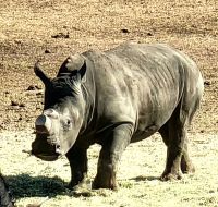 Die Nashörner halten sich etwas im Hintergrund, sind aber gut zu beobachten
