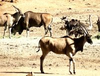 Antilopen und ein Strauß an der ALZU Raststätte